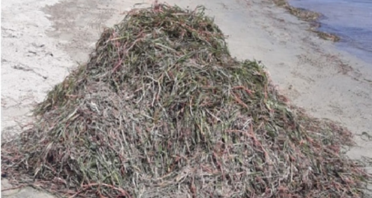 Koruma altındaki deniz çayırları söküldü