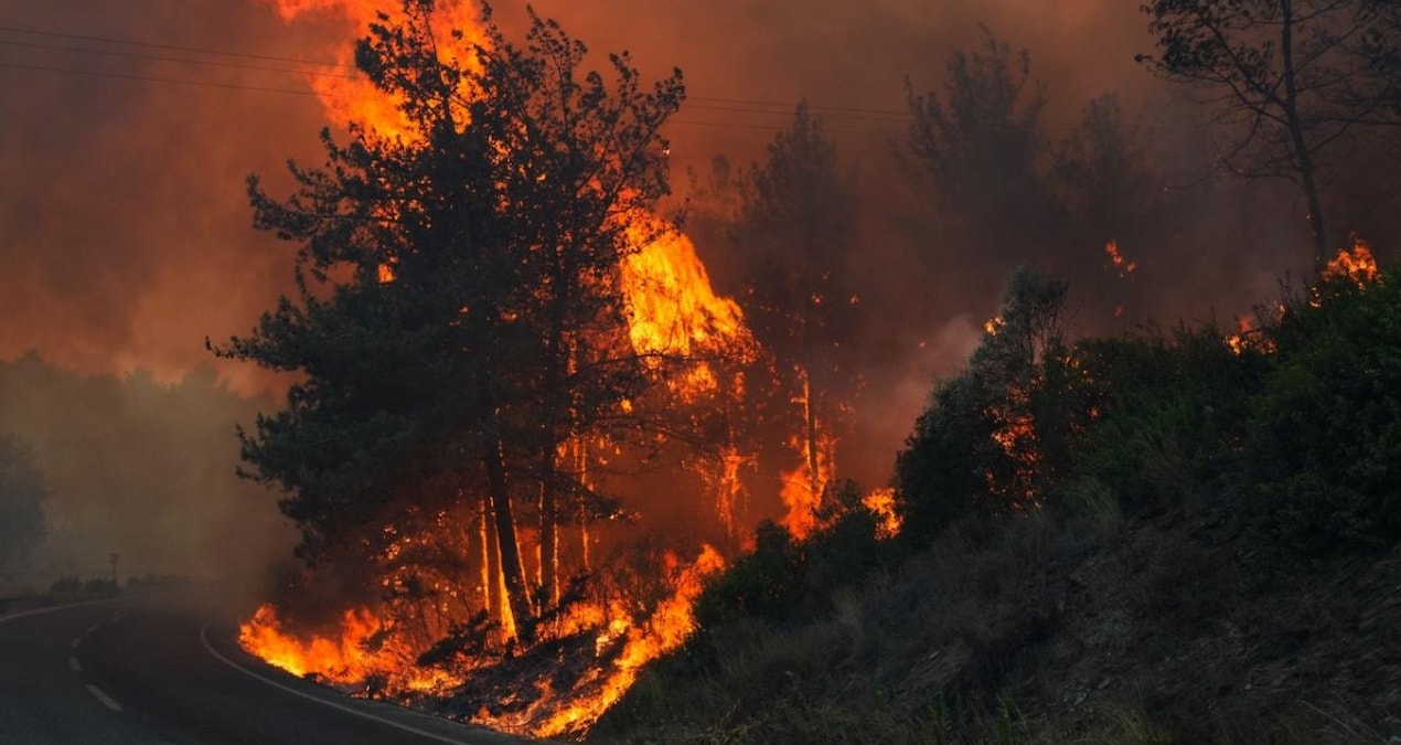 Ormanda asıl tehlike kapıda