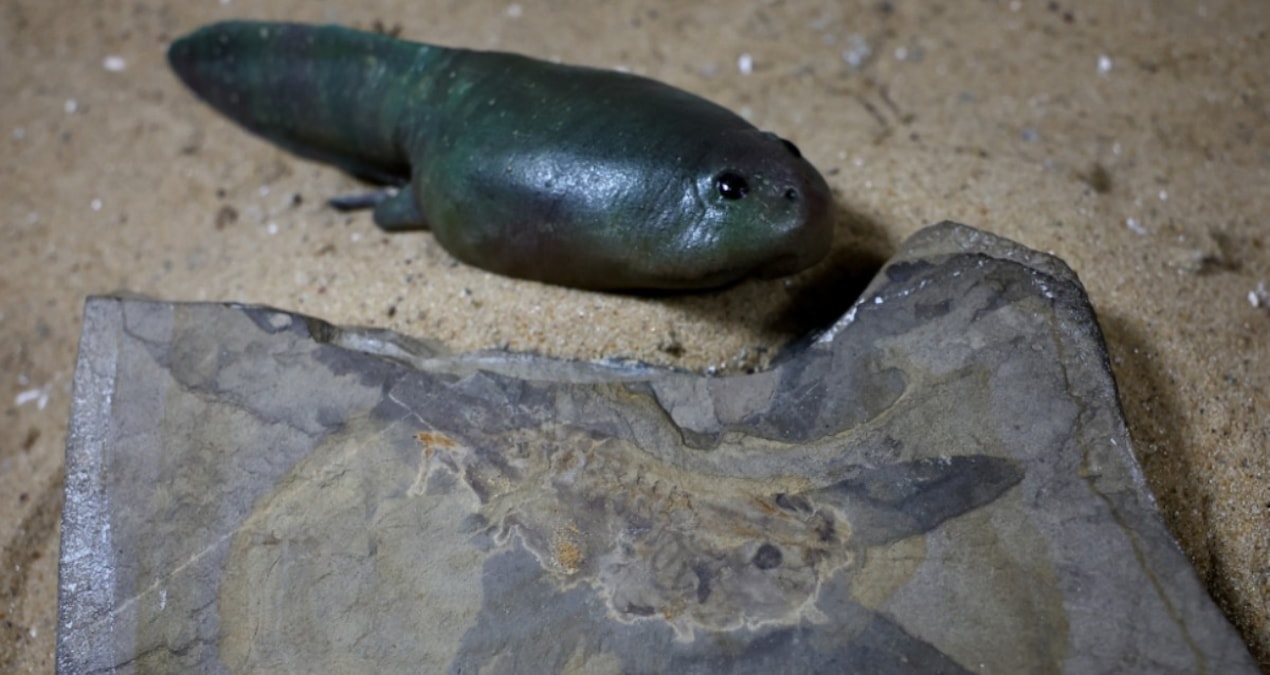 160 milyon yıllık fosil bulundu