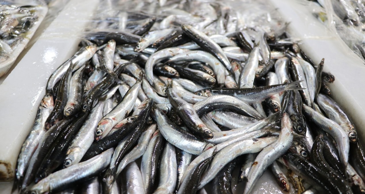 9 ayda 20 ülkeye 11 milyon dolarlık hamsi gitti