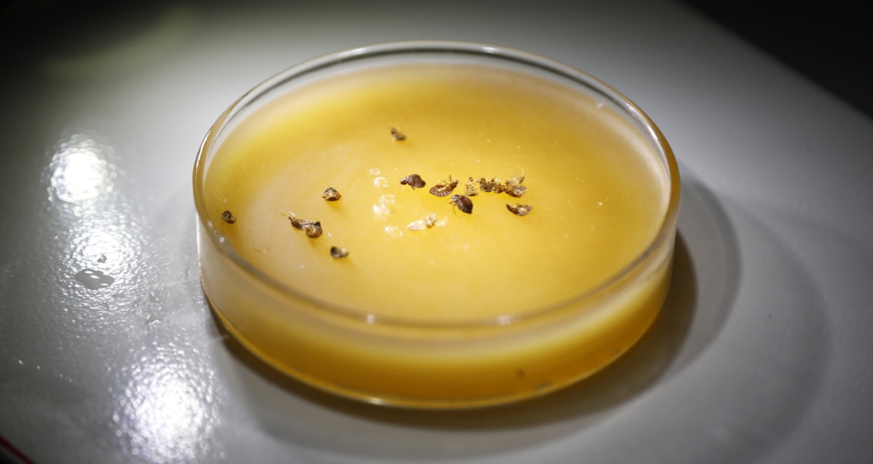 Beş yıldızlı otellerde alarm: Avrupa’dan valizin içinde geliyor