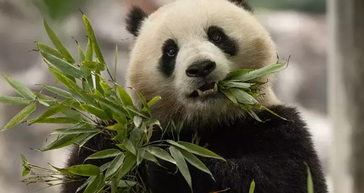 Çin’den ABD’ye iki yeni panda gönderiliyor