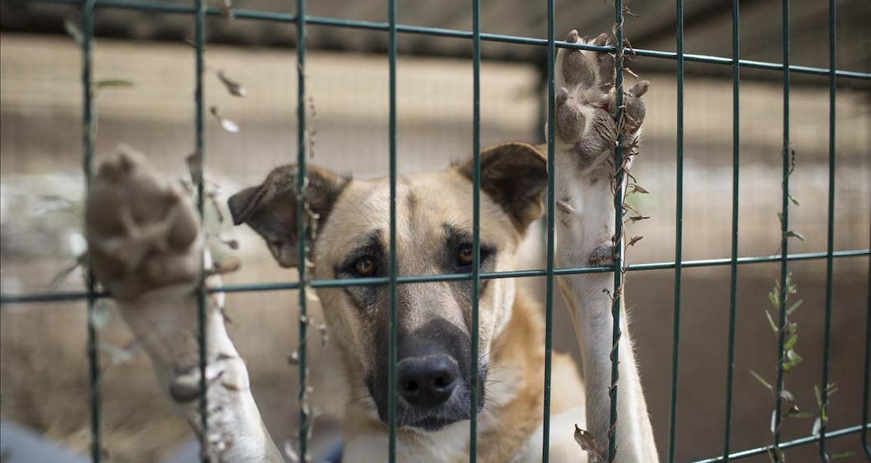 Çöpten ölü köpek ve kediler çıktı!