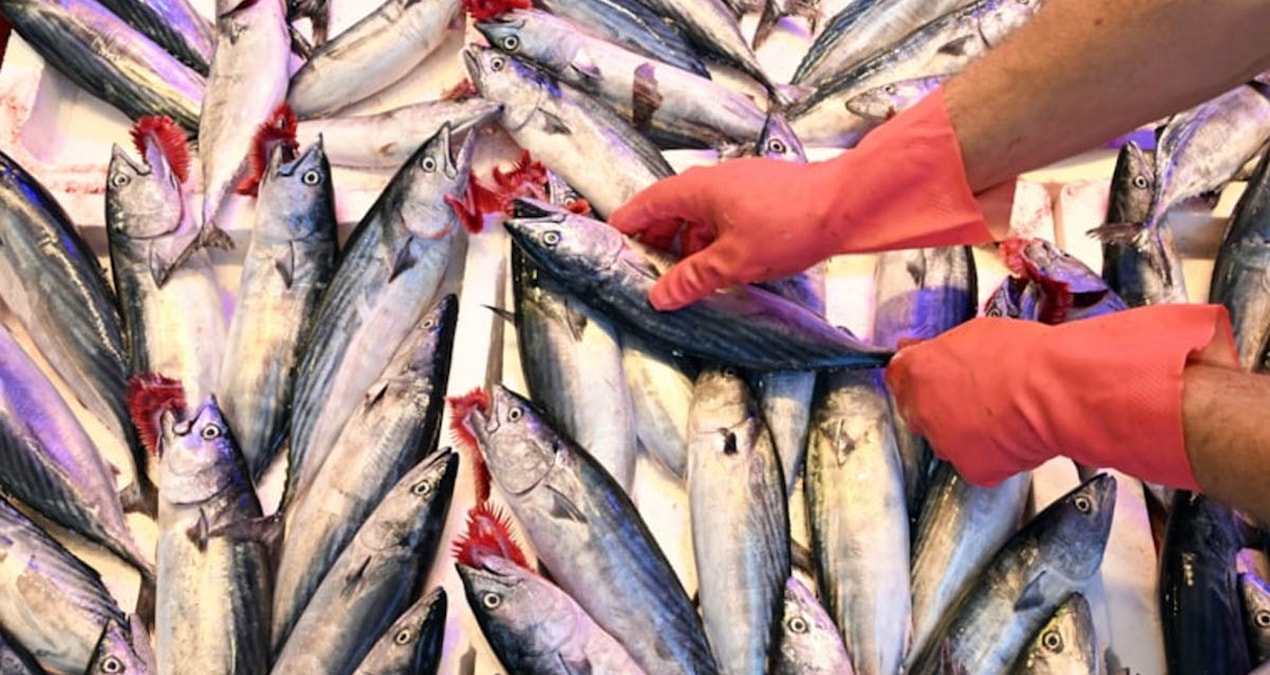 Doktorlar bu balığa ‘gençlik’ diyor: Vücudun kolajen üretmesine yardımcı oluyor!