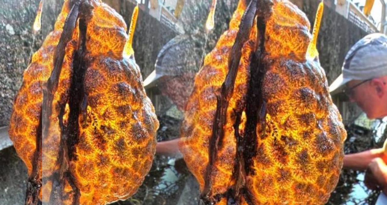 Görenleri şaşkına çeviren sümüksü yaratık