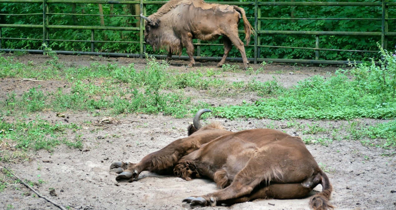 Hayvanat bahçesindeki virüs bizonların tümünü yok etti