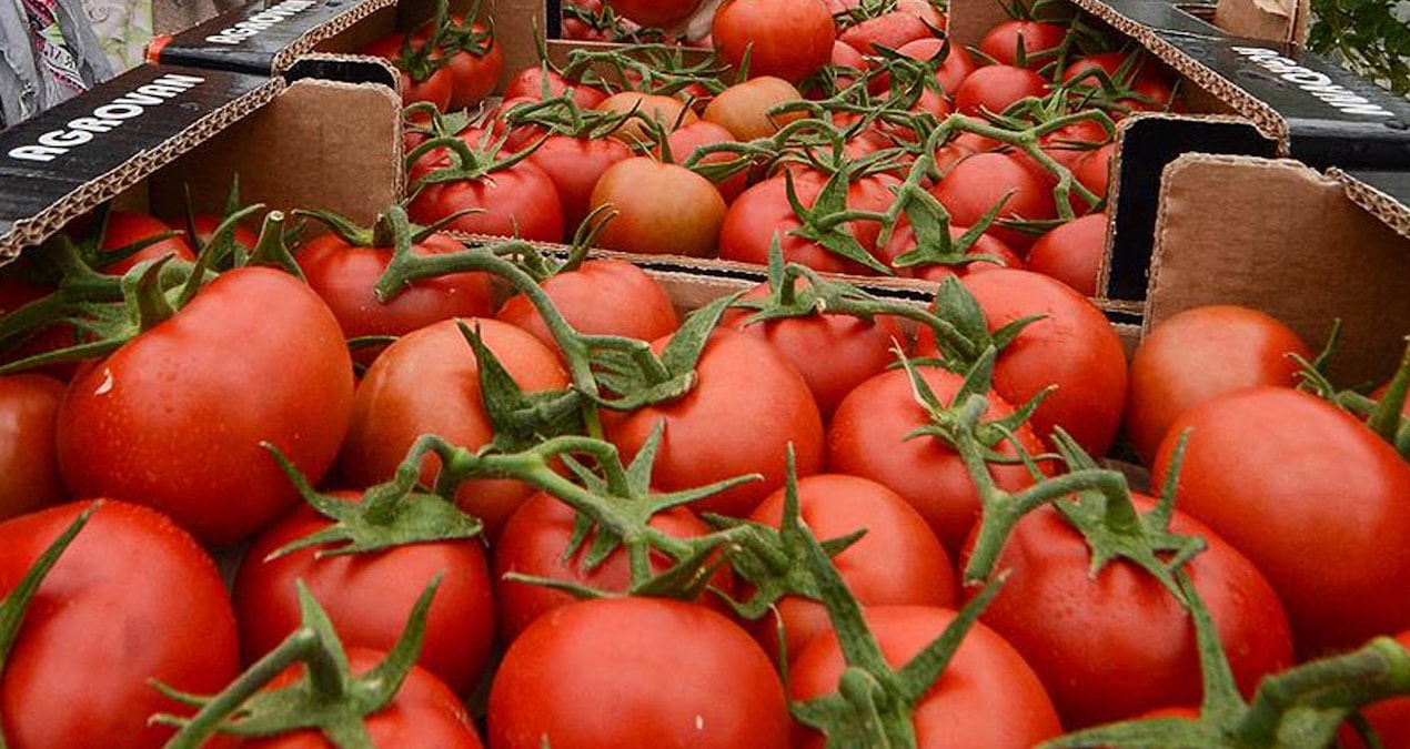 İtalyanlar altın elma diyor! Meğer domatesin bilmediğimiz bir çok faydası varmış