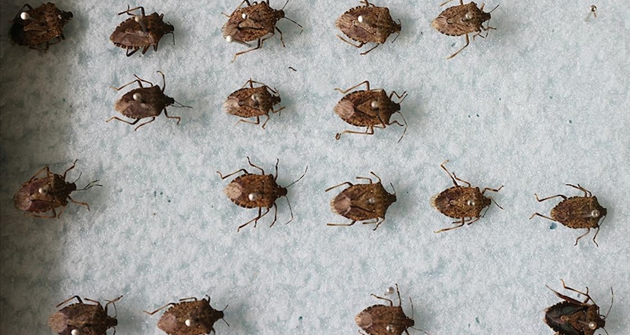 Kahverengi kokarca ile mücadelede “feromon tuzak”