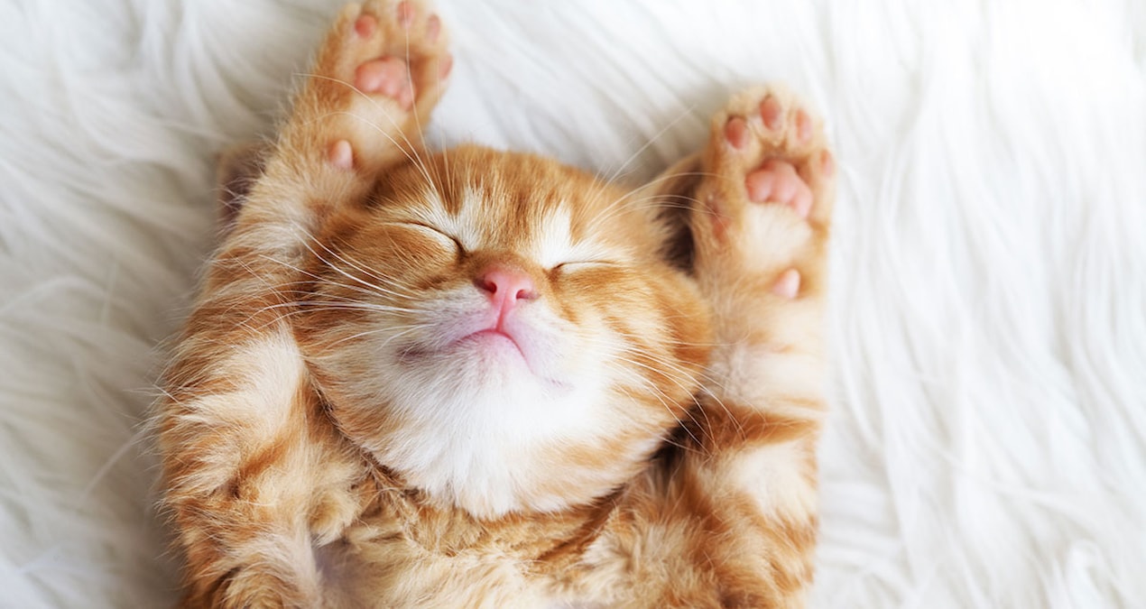 Kedilerdeki şaşırtıcı yetenek! 14 aylık bebeği geçtiler…