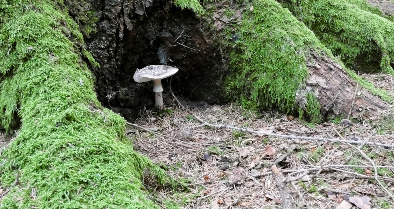 Ormandan topladıkları mantarı yediler, karaciğerleri iflas etti