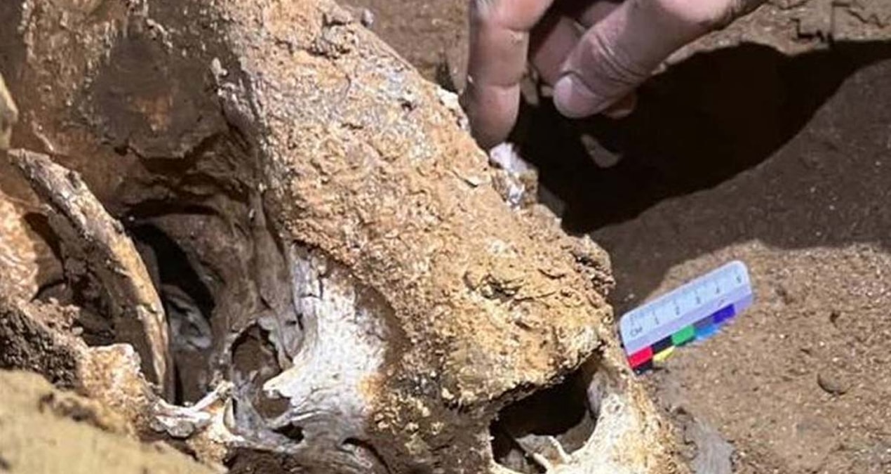 46 dev fosil heyecan yarattı: 100 bin yıllık olduğu tespit edildi!