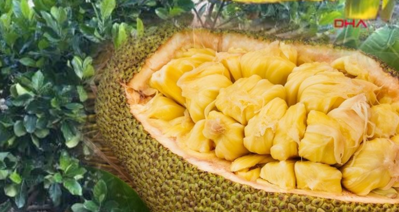 5 yıl önce Vietnam’dan getirdi: Türkiye’de de yetiştirdi