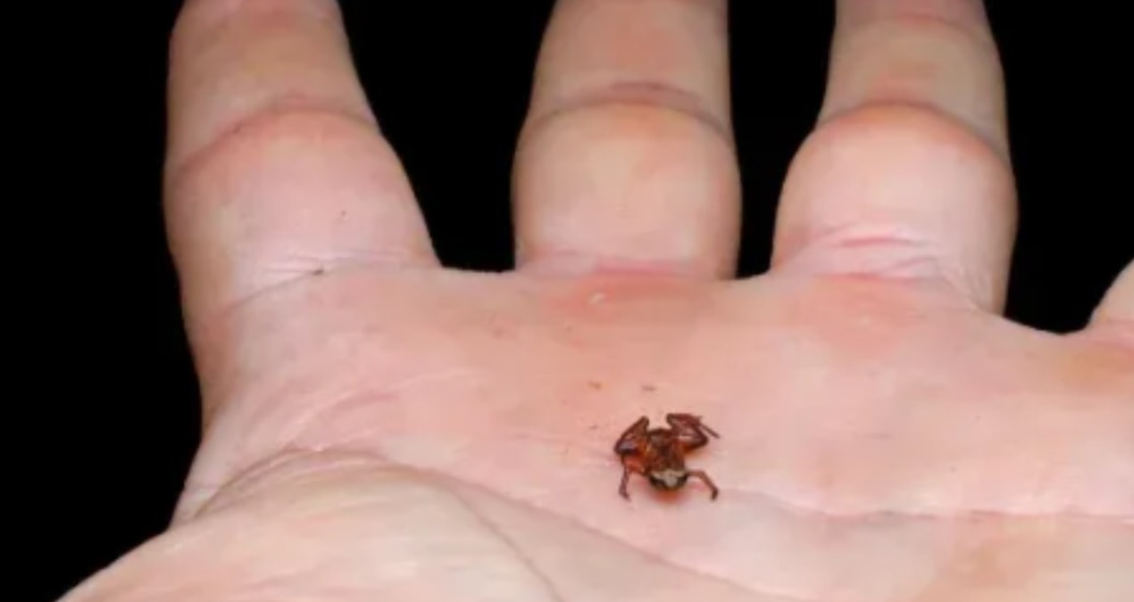 Bilim insanları, santimetreden küçük kurbağa türünü keşfetti