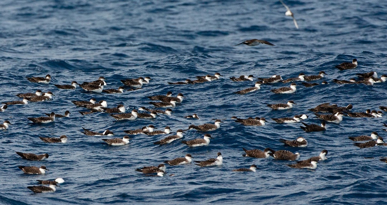 Binlerce ölü kuş sahile vurdu