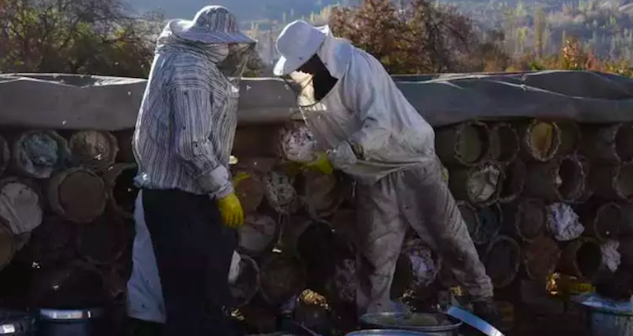 Bitlis’te en tatlı hasat başladı: Kilosu 2 bin liradan satılıyor