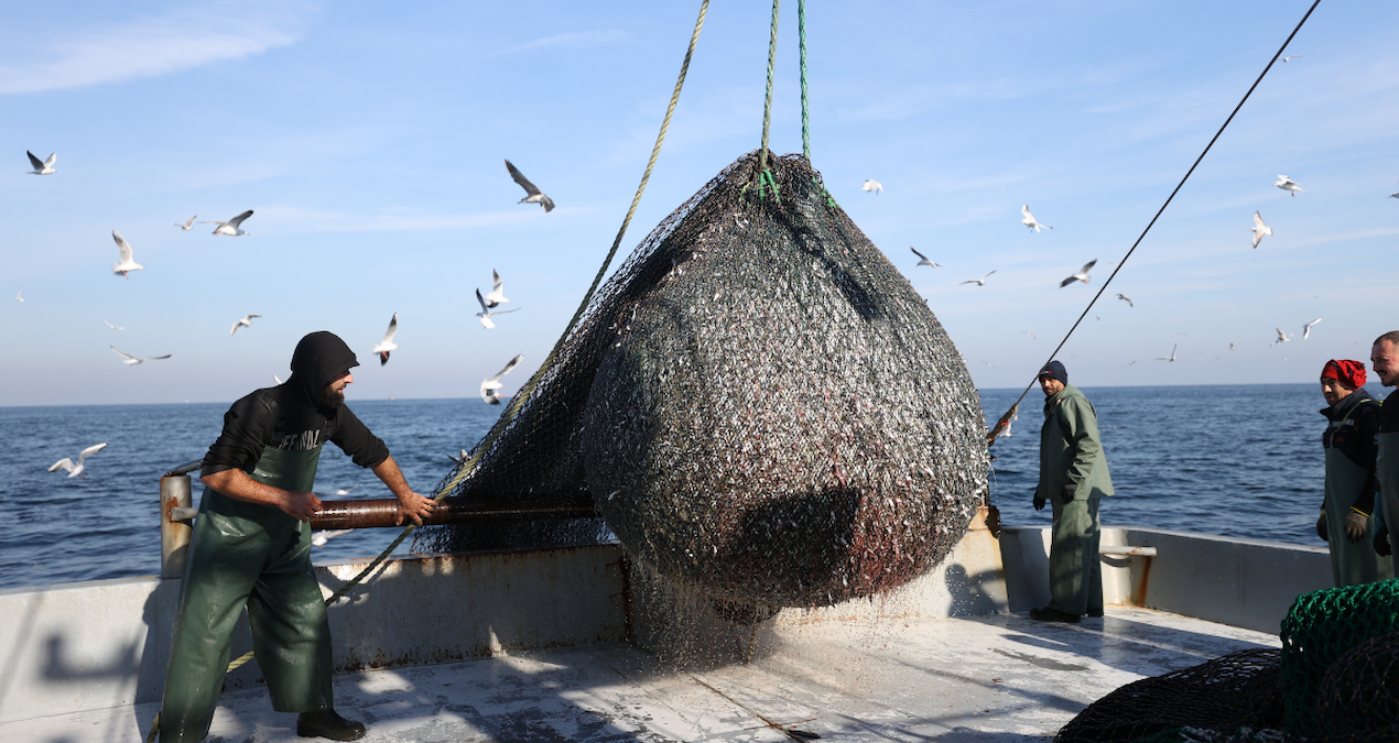 Denize açılan balıkçılar umduklarından fazlasını buldu: Çıkanlar palamutu bile geride bıraktı