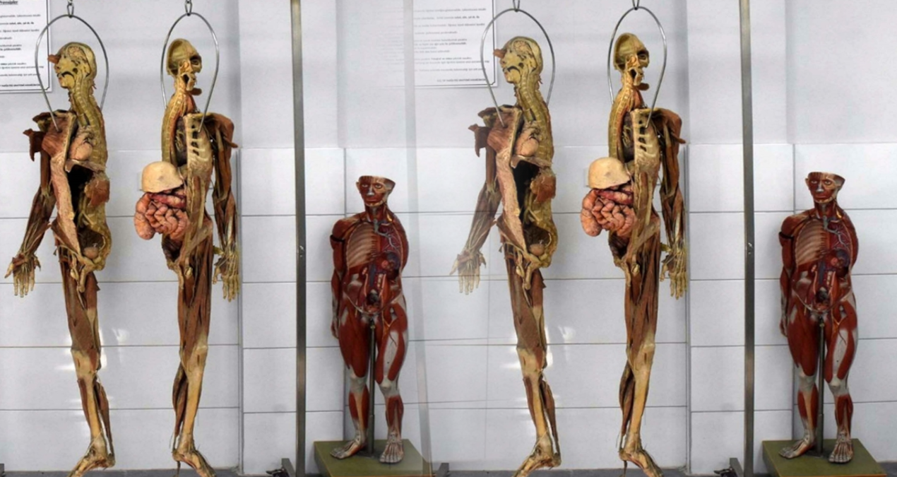 Doktor adayları için kadavra ithal ediliyor