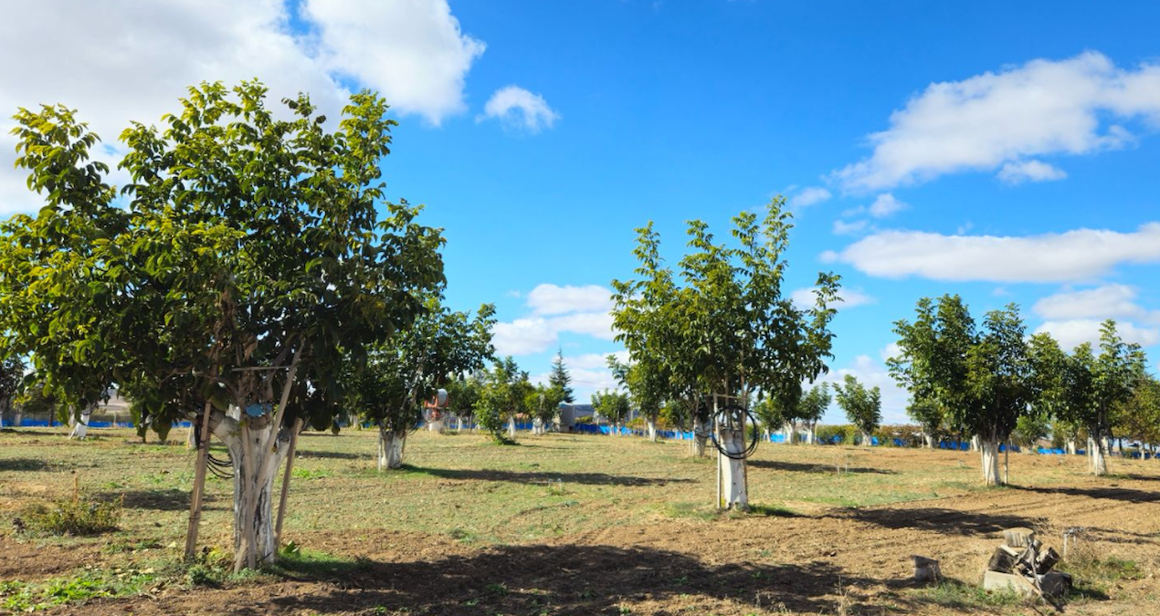 Geç başlayan hasatta çuvallar doldu taştı: Kilosu 250 liradan satılıyor