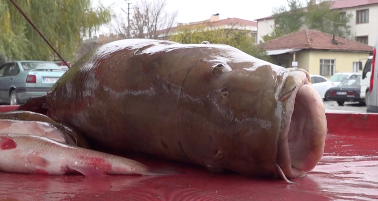 Gece yarısı ağlara takıldı: Tek başına başaramayınca arkadaşlarından yardım istedi