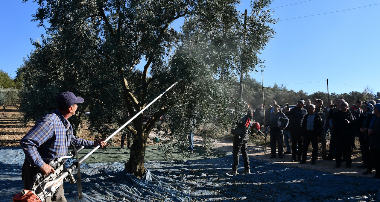 Hasat başladı, mahsul dallardan taştı: Bu yıl sofralara küçücük gelecek