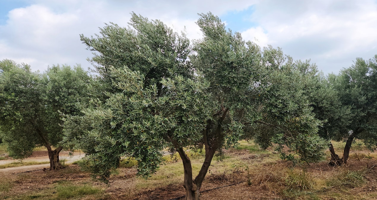 Hasat başladı: Sabahı erken saatlerinde yola çıkıyorlar, kalitesine göre ayrılıyor