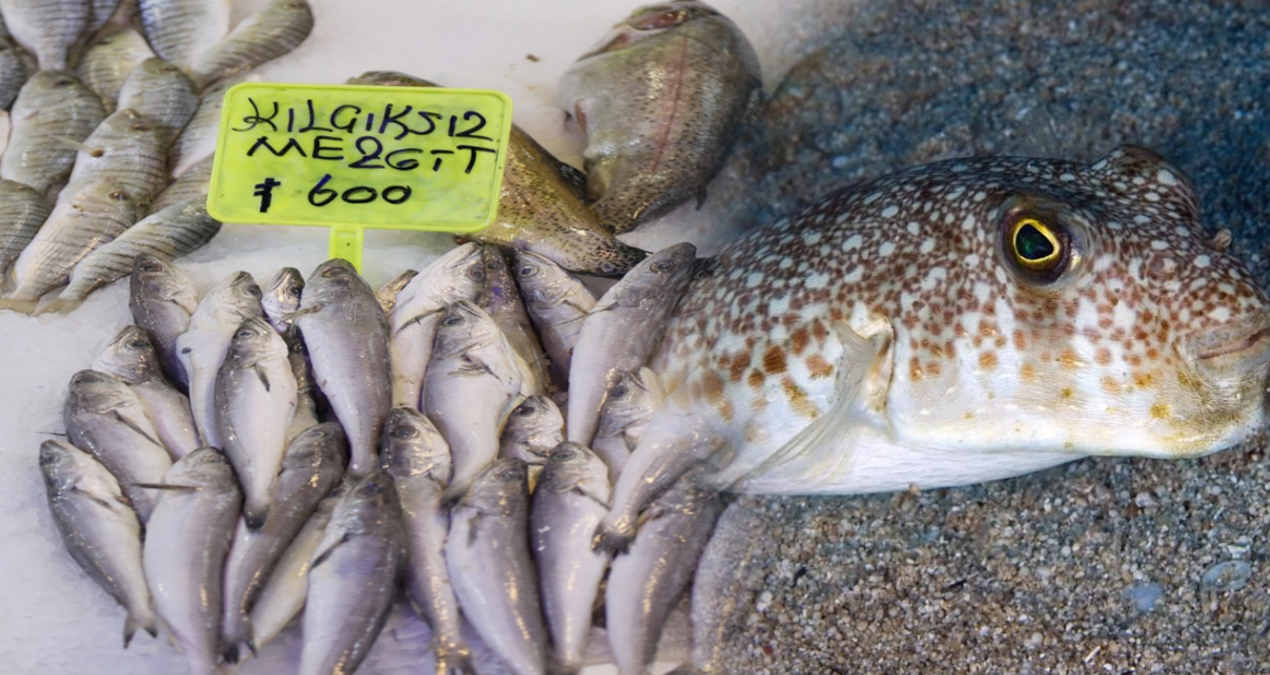 Mezgit sanıp ‘zehir’ satın alabilirsiniz: Yarı fiyatına tehlike