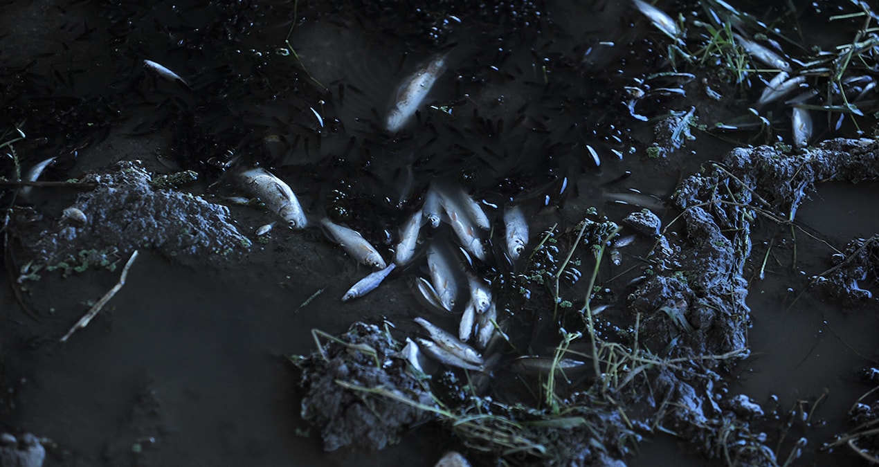 Nilüfer Çayı’nda toplu balık ölümleri