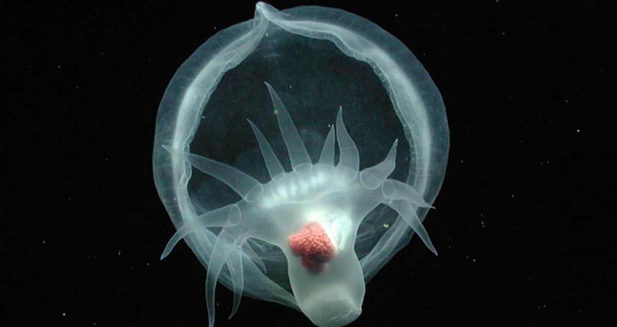 Okyanusun derinliklerinde bulundu: Hayalete benzer gizemli yaratık