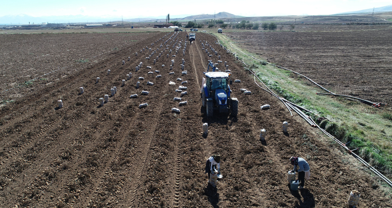 Tonlarca ürün tarlada kaldı