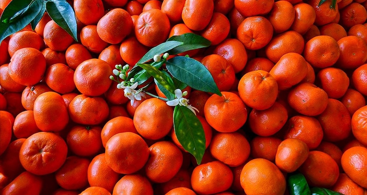 Tonlarcası Edirne’den giriş yaptı: Bu mandalinaları yiyenler sağlığından olacak