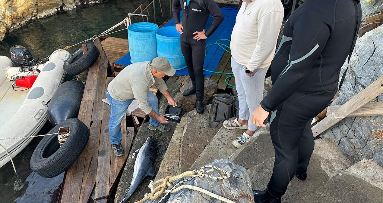 Yavru yunusu delici aletle öldürdüler