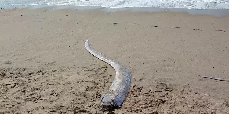 “Kıyamet Balığı” Yine Sahillerde! Felaket Habercisi Mi, Yoksa Tesadüf Mü?